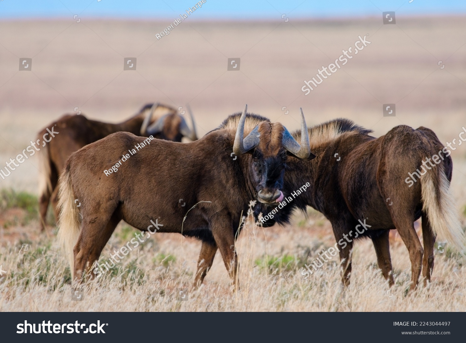 Black wildebeest or white-tailed gnu (Connochaetes gnou) standing in grassland. Eastern Cape. South Africa. #2243044497