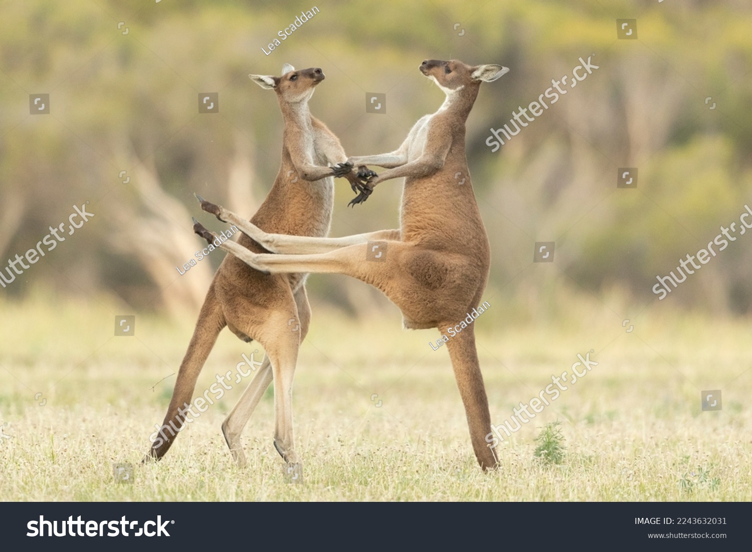 Male kangaroos fight for mating rights with female kangaroos. Kangaroos use their strong tail and hind legs to stand up and fight.  #2243632031