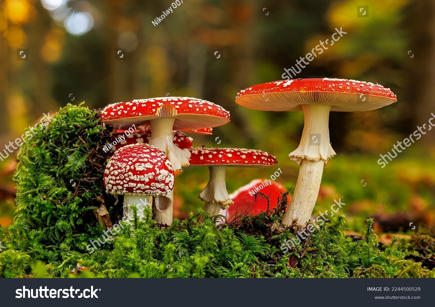 The family of fly agarics in forest moss. Fly agaric in moff. Fly agaric mushrooms. Fly agaric #2244500529