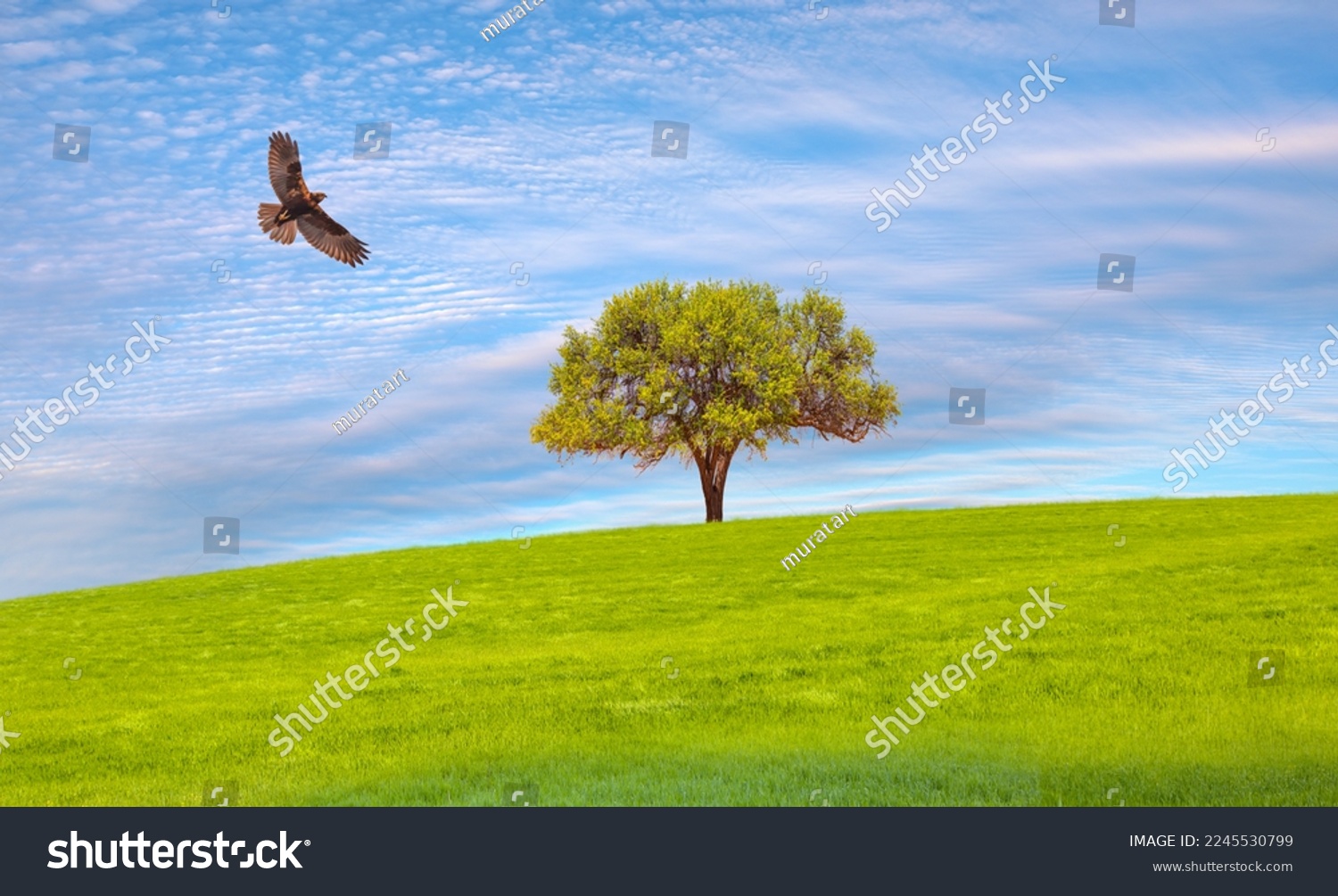 Red-tailed Hawk flying over green grass field with lone tree #2245530799