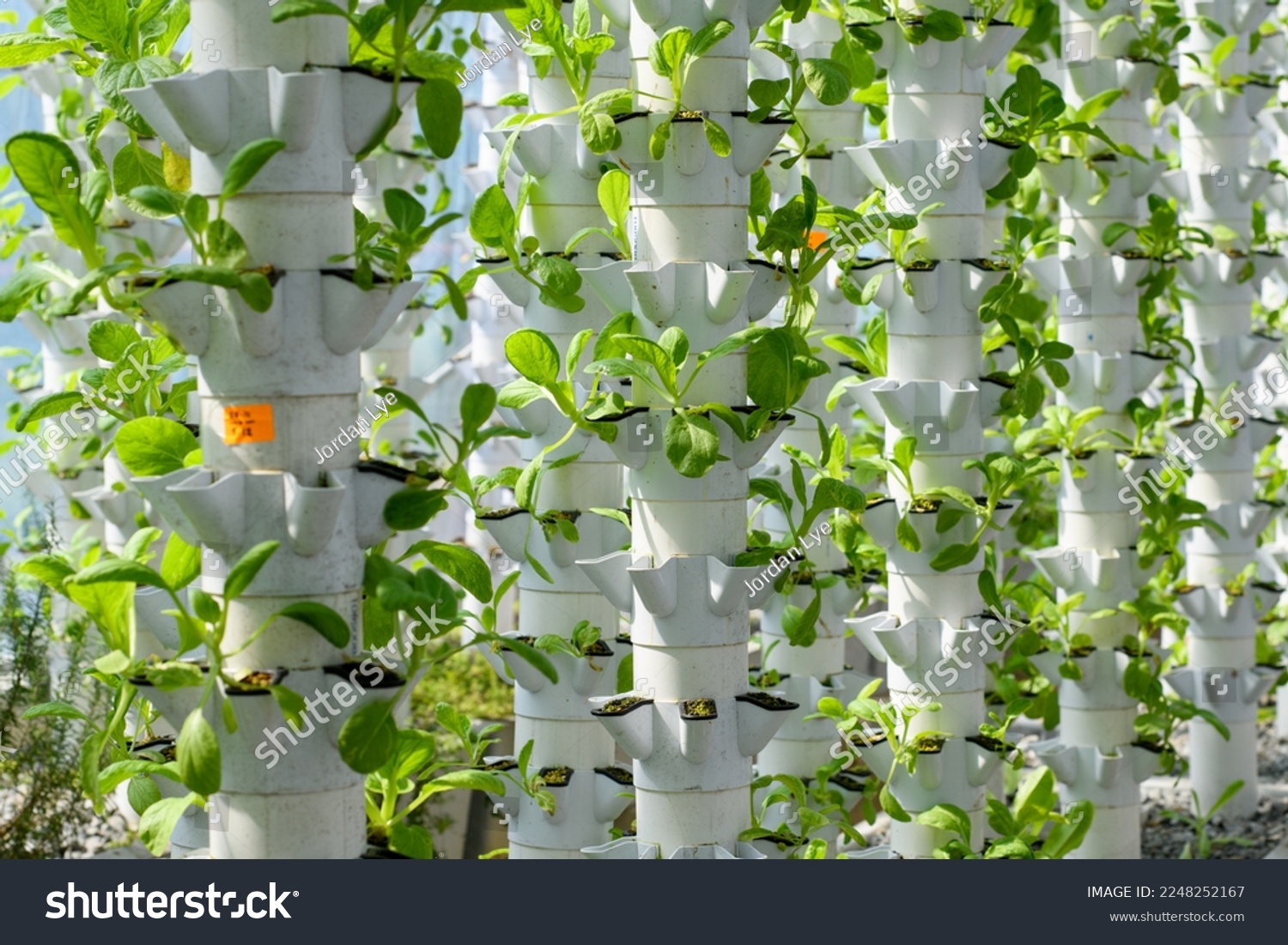 Vertical vegetable farming inside a green house #2248252167
