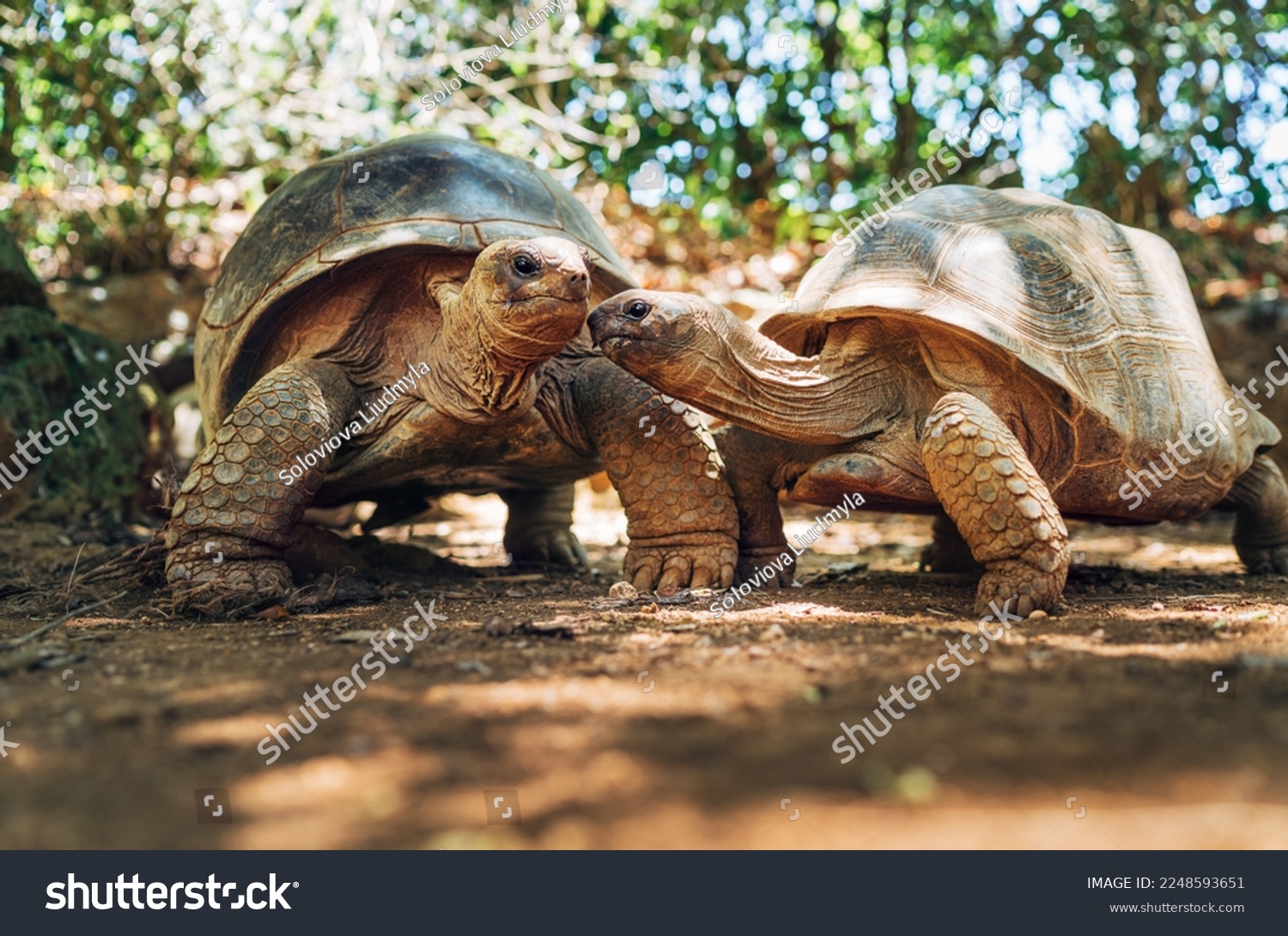 Couple of Aldabra giant tortoises endemic species - one of the largest tortoises in the world in zoo Nature park on Mauritius island. Huge reptiles portrait. Exotic animals, love and traveling concept #2248593651