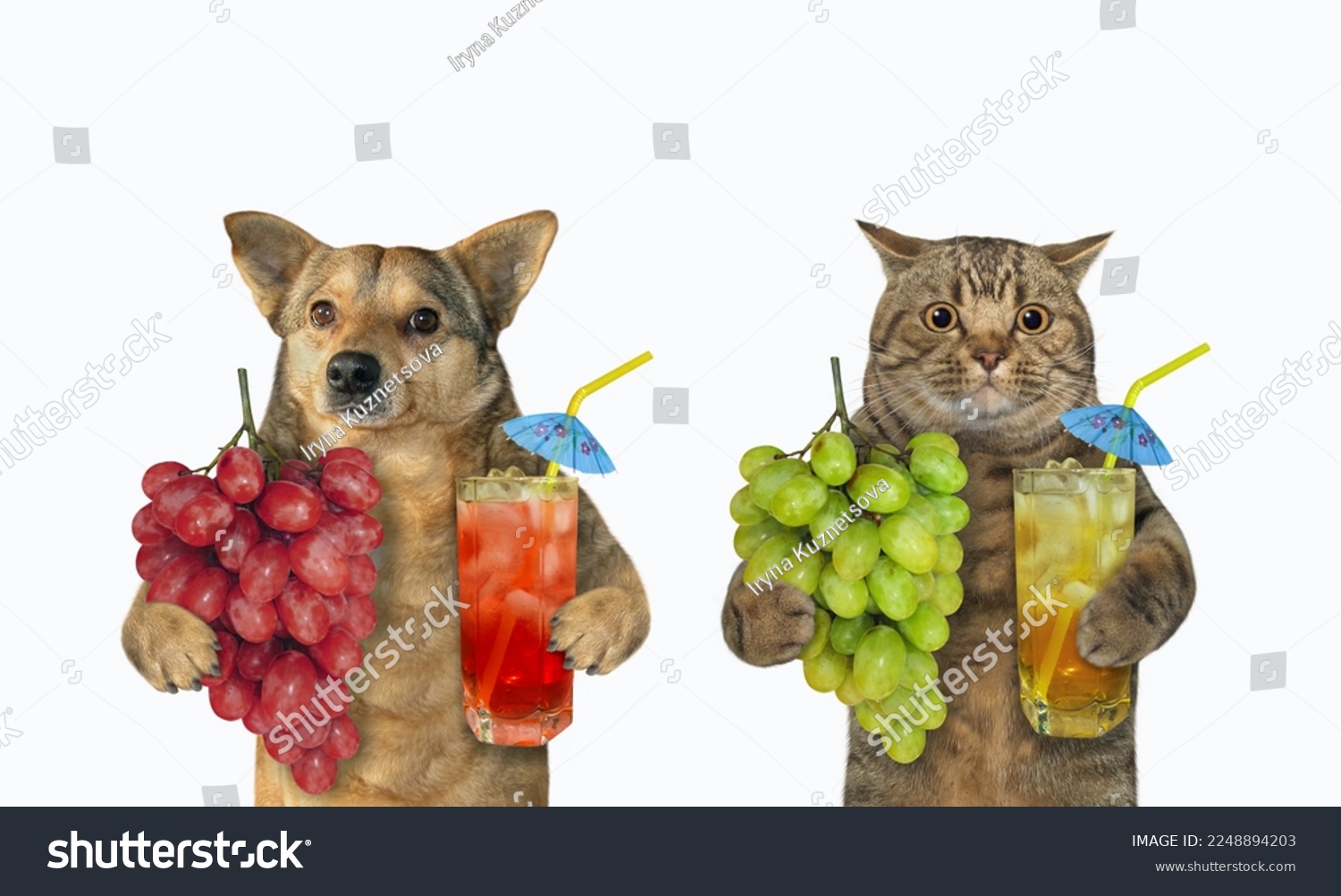 A cat and a beige dog drink fresh grape juice. White background. Isolated. #2248894203