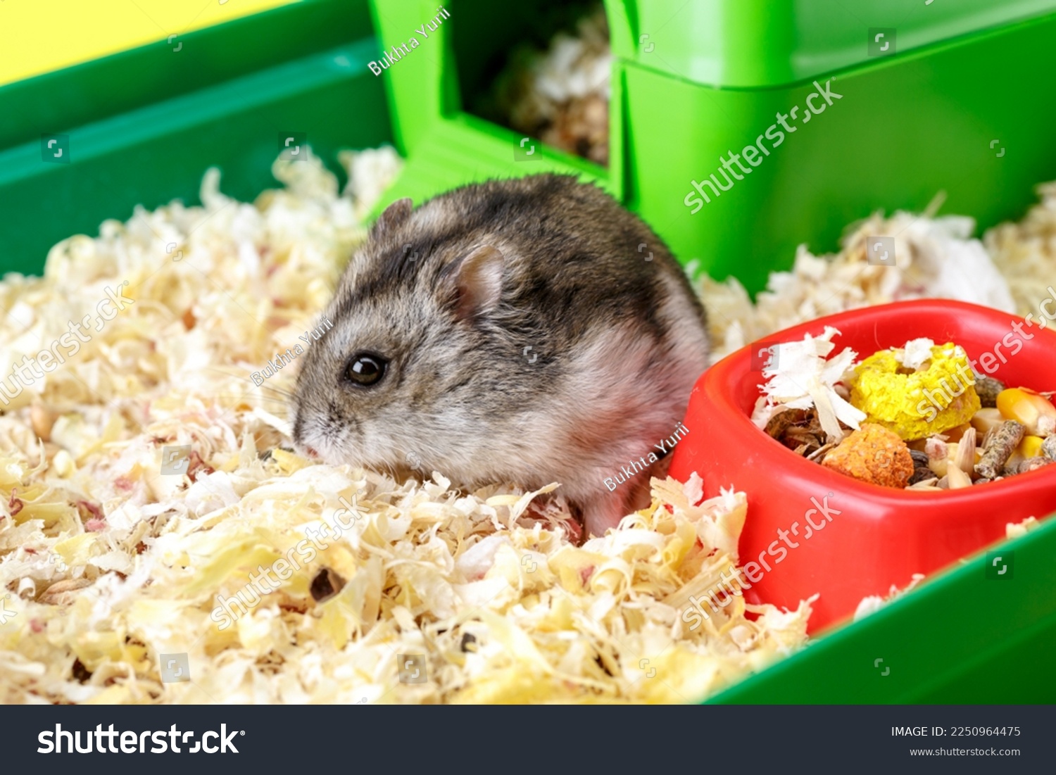 Dwarf gray hamster. Little house.Cute baby hamster, standing facing front.hamster eating food #2250964475