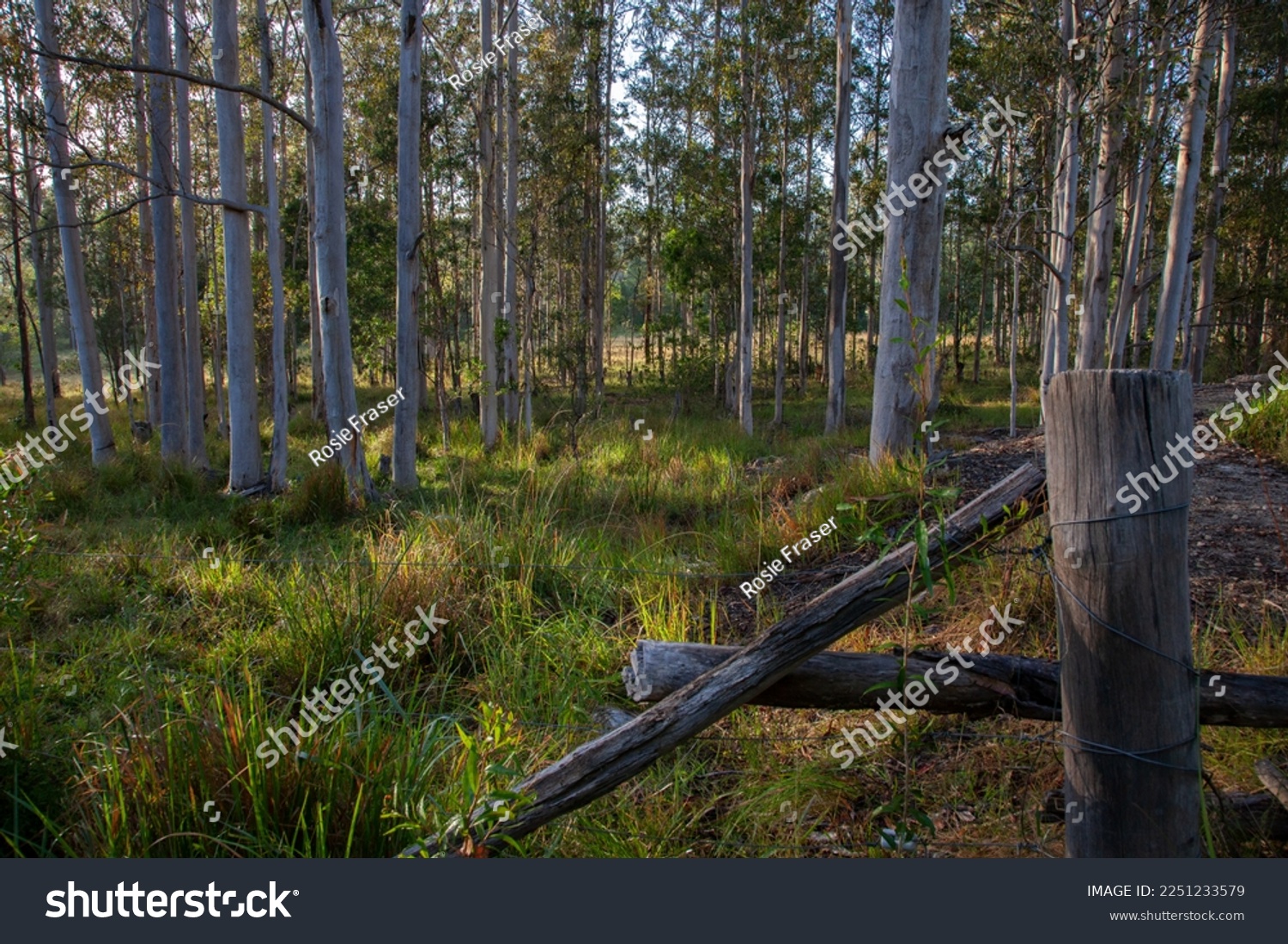 A photo of the countryside taken early one morning in rural New South Wales, Australia, showing an old fence in the foreground with the early morning sun shining weakly through the tall gum trees.  #2251233579