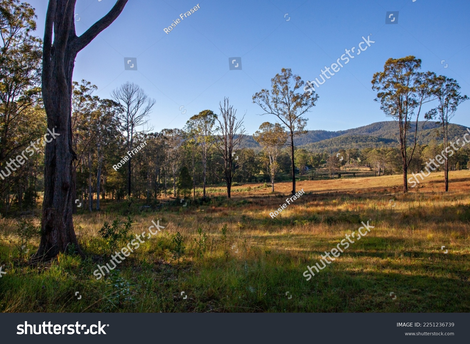 A photo of the countryside taken early one morning in rural New South Wales, Australia, showing tall gum trees and distant hills.   #2251236739