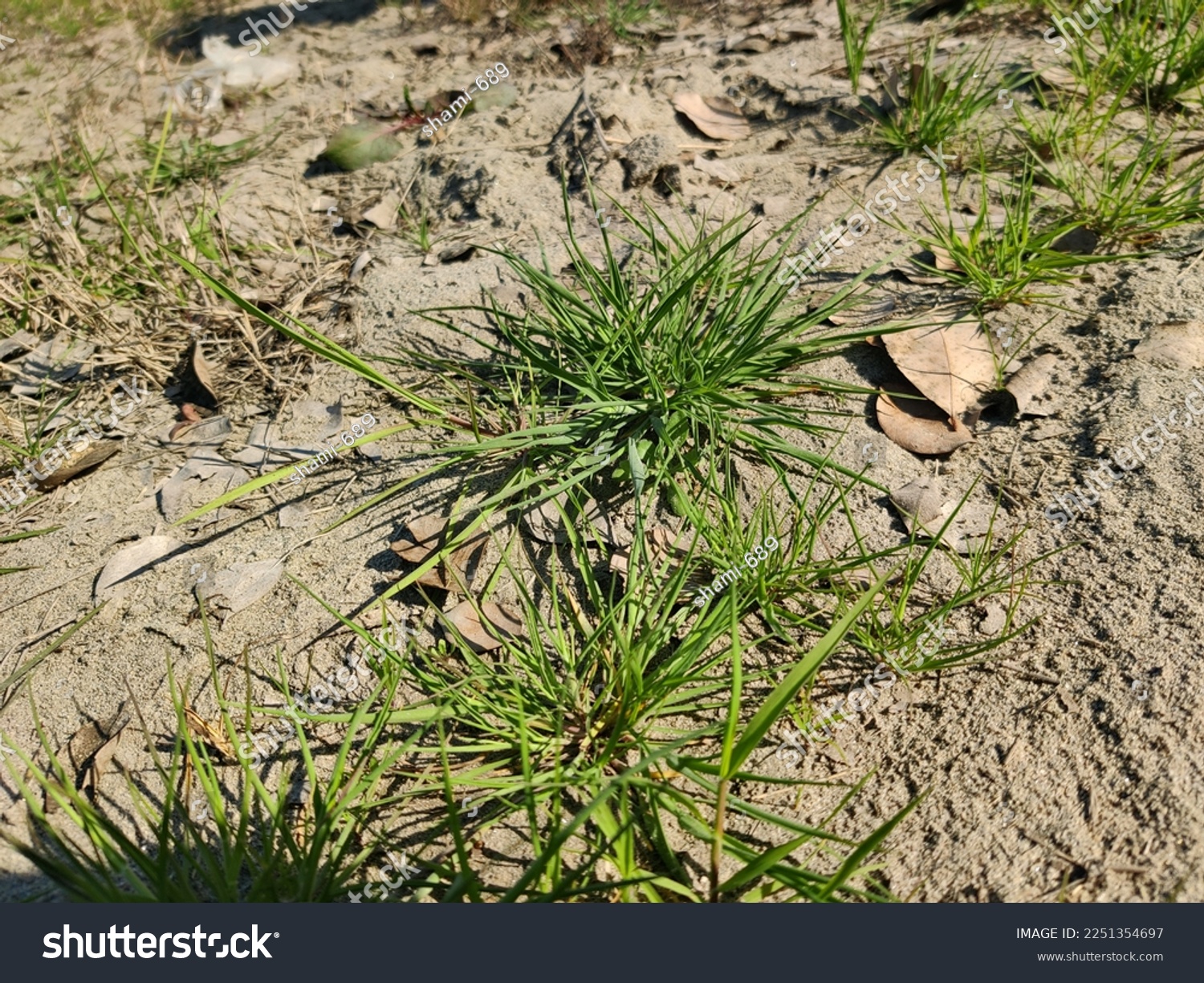 green flower on dry  ground #2251354697