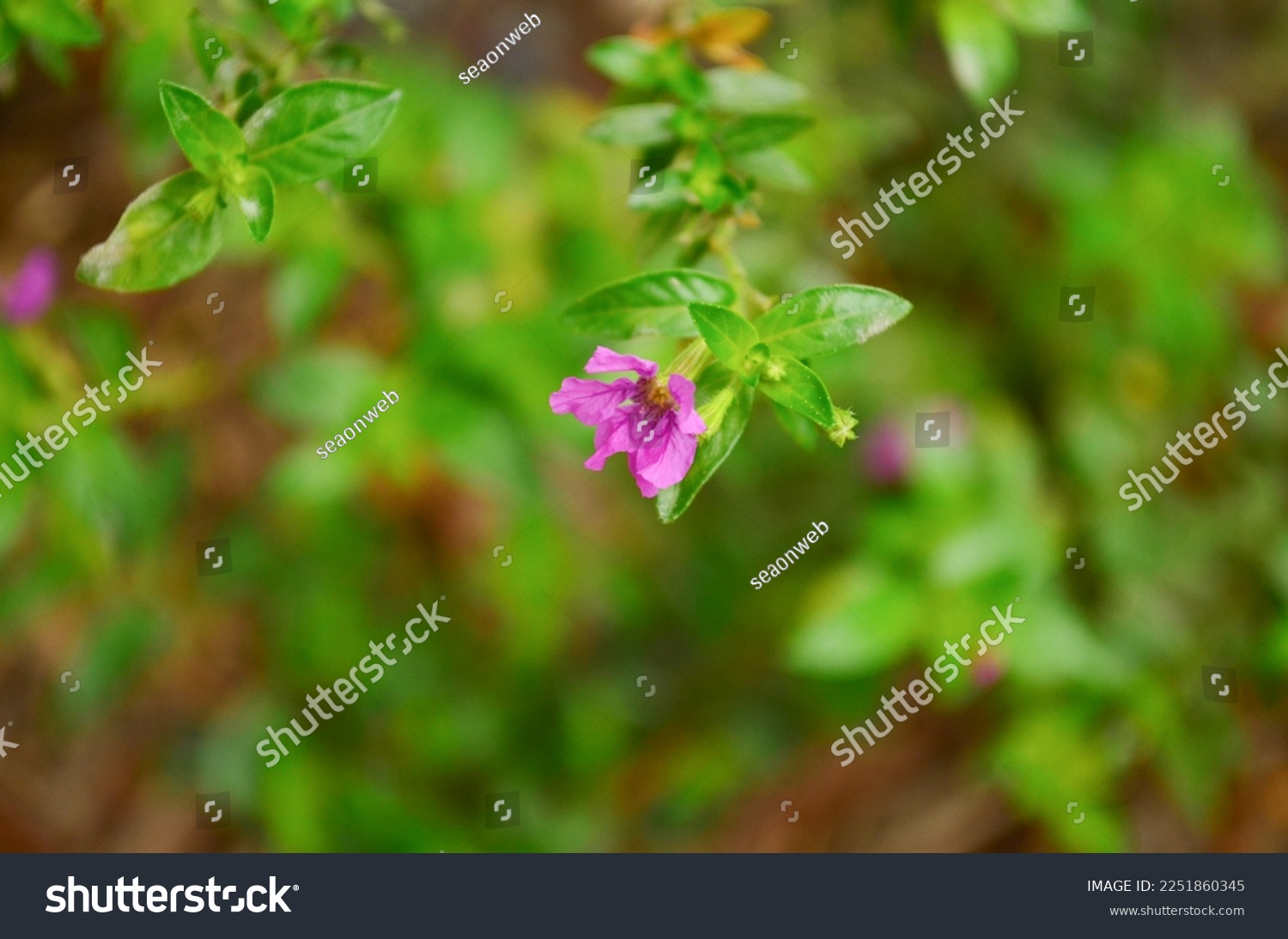 a Tiny pink color flower of a bush or hedging plant i #2251860345