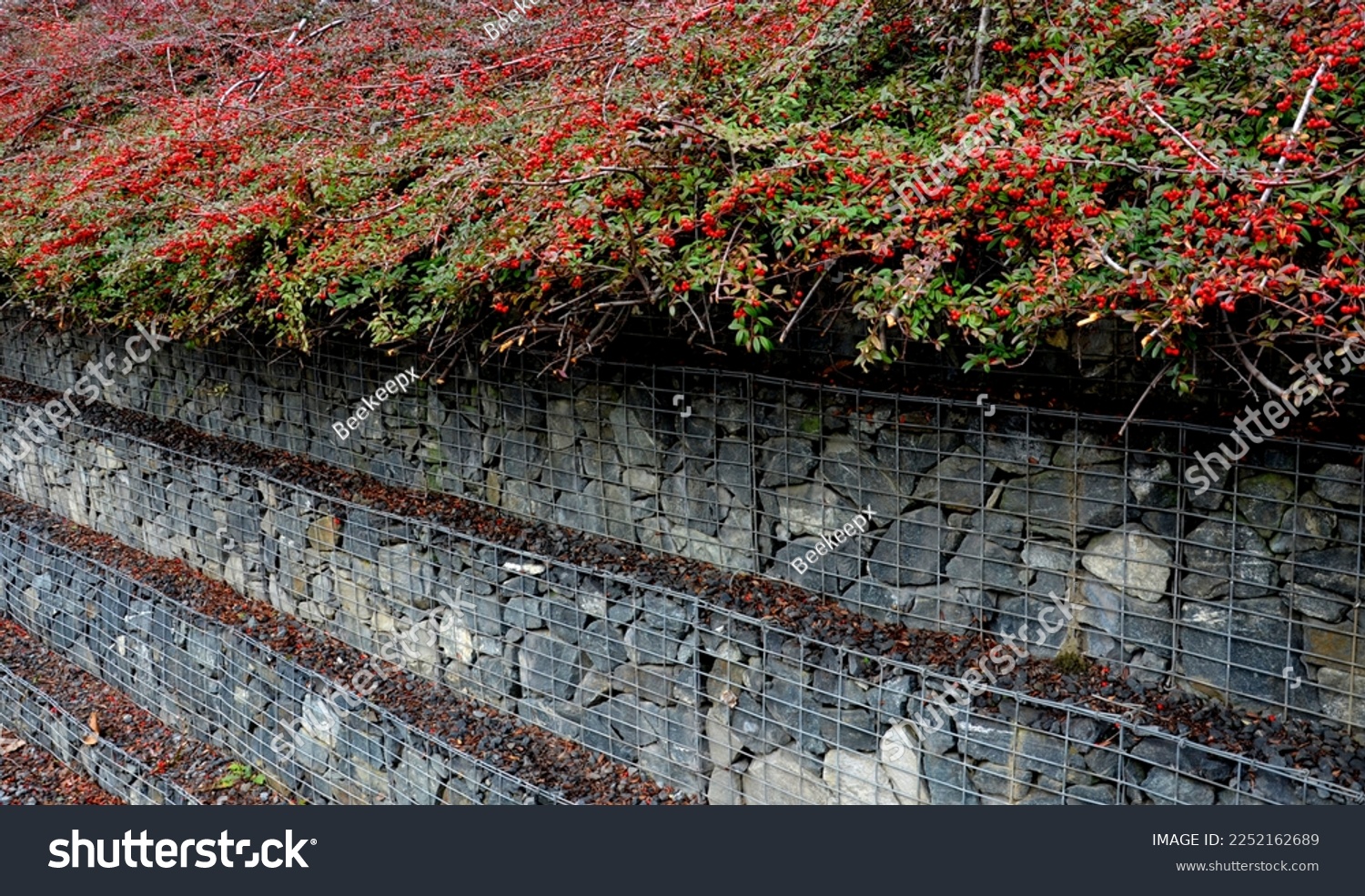 a staircase-like gabion wall is a supporting structure. a rockery bush is growing over it. in autumn it is covered with red fruits. covering plant, overhanging, berry, stone, road side, sidewalk #2252162689
