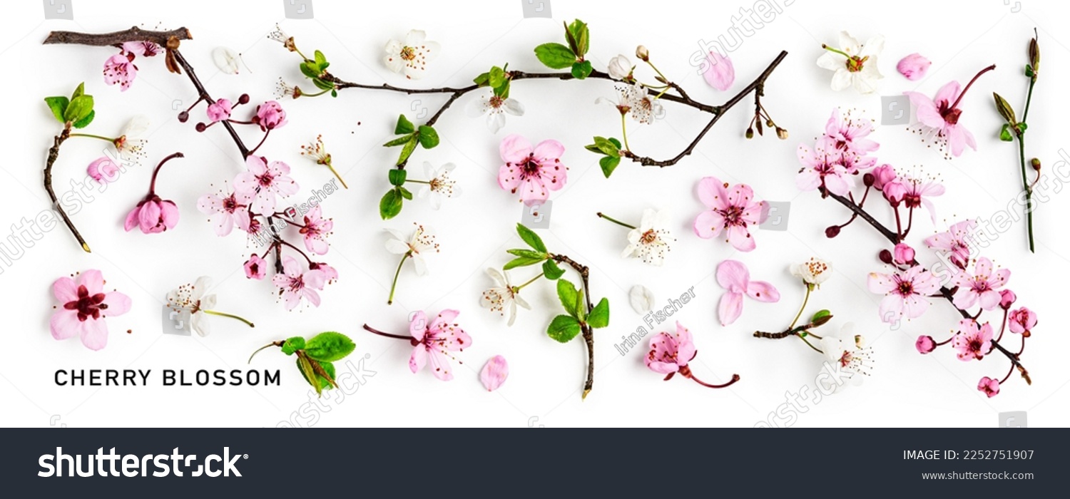 Cherry blossom. Pink sakura spring flowers and white cherry petals isolated on white background. Springtime concept. Creative banner. Flat lay, top view. Floral design element #2252751907