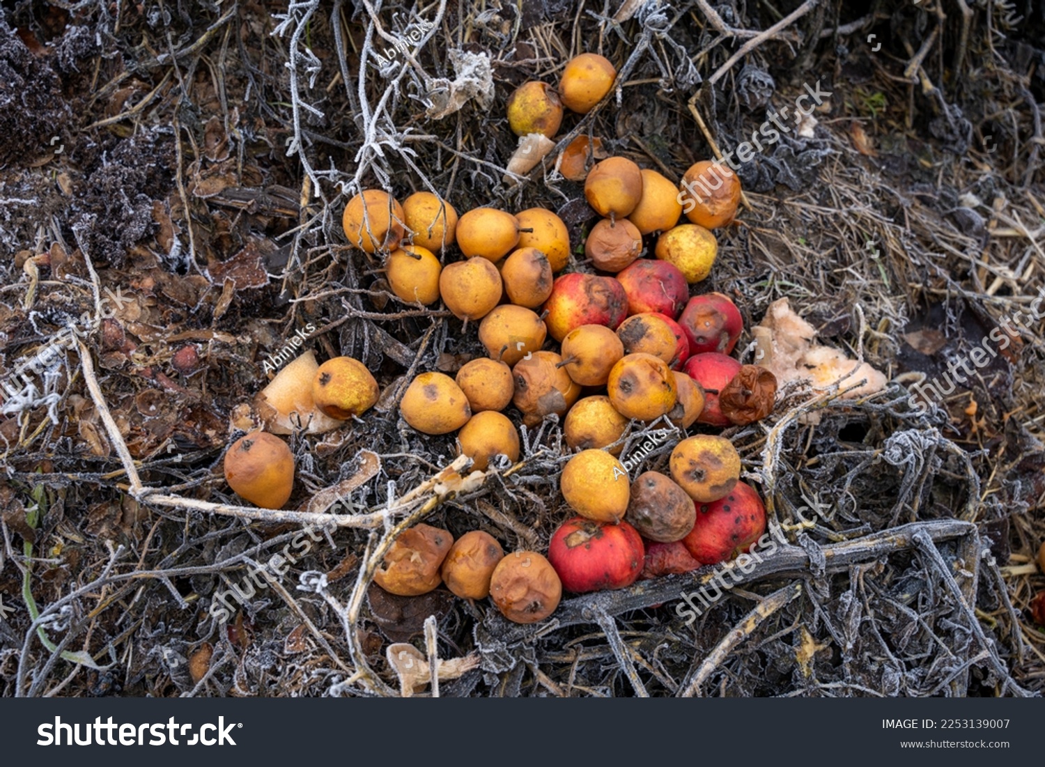 Rotten pears and apples in compost pile #2253139007