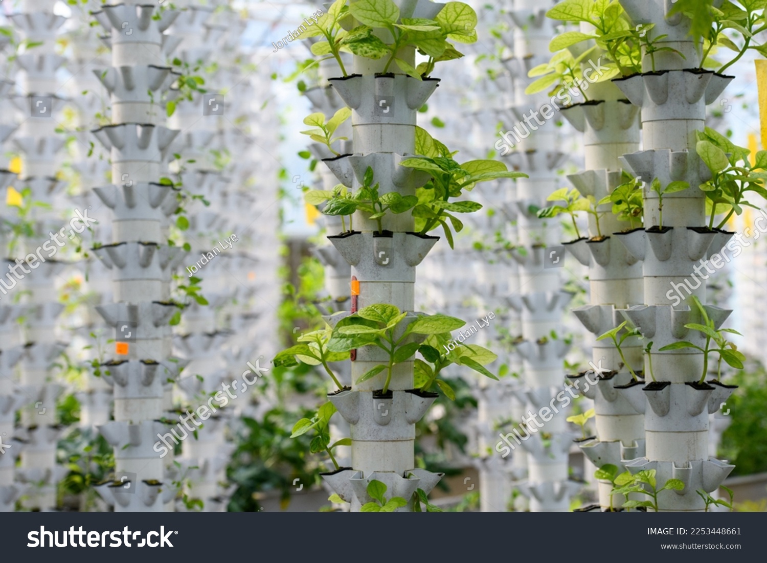 Young plants in a hydroponic farm #2253448661