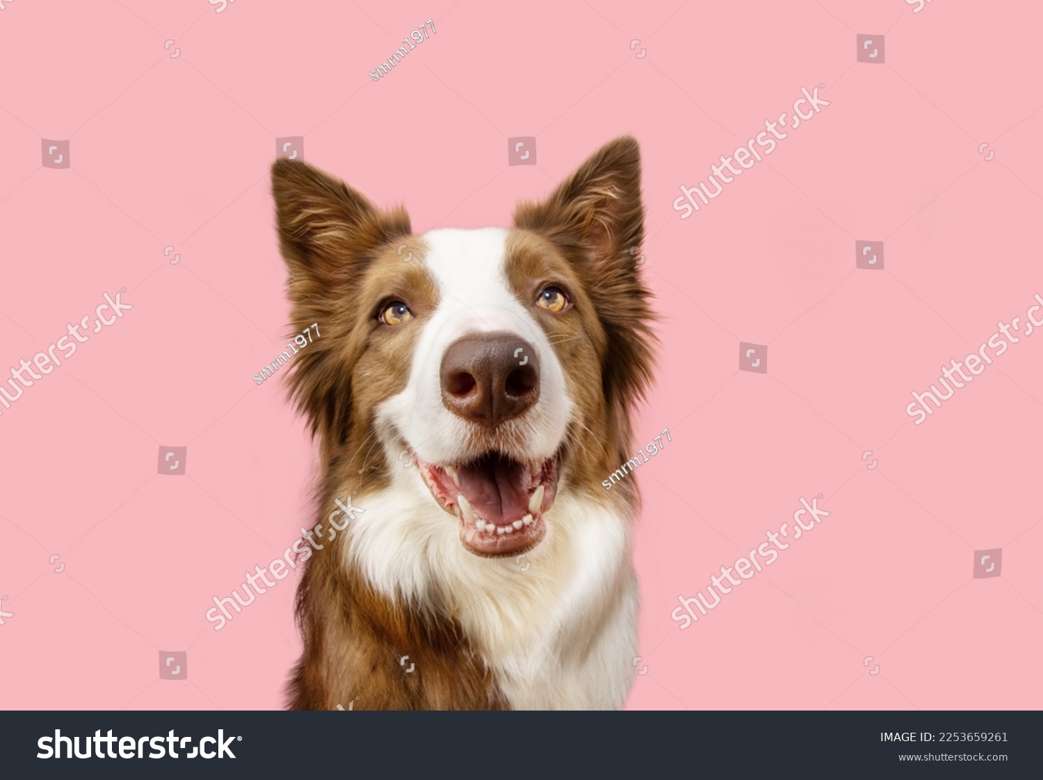 Portrait happy border collie dog. Spring concept. Isolated on pink pastel background #2253659261