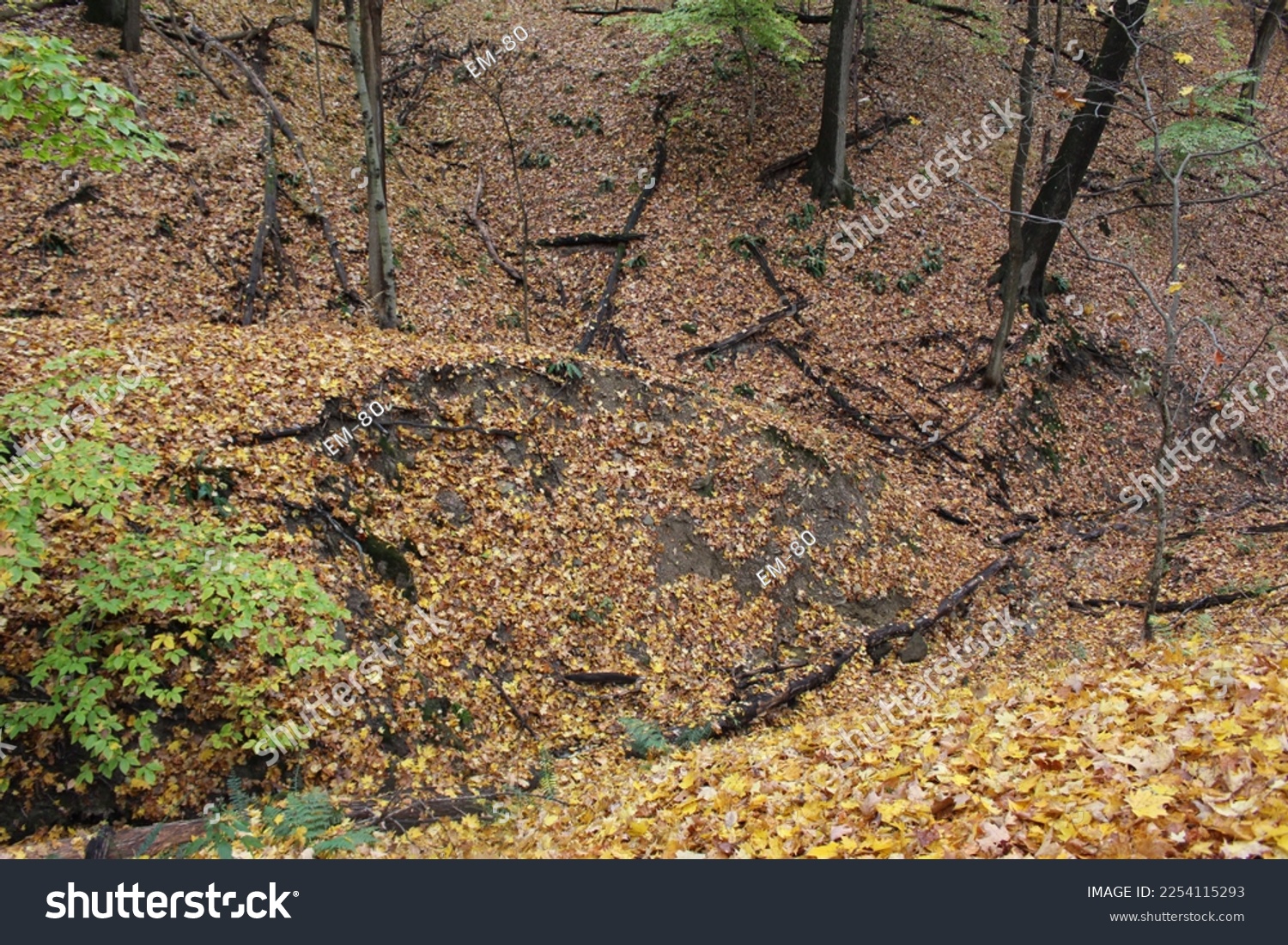 In a forested, leaf-covered area, the confluence of 2 small streams has resulted in a sharp point of land, which has suffered a recent landslide and bears a visible scarp scar.    #2254115293