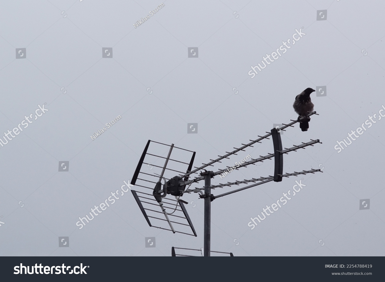 Low angle view of bird perching on antenna against clear sky #2254788419