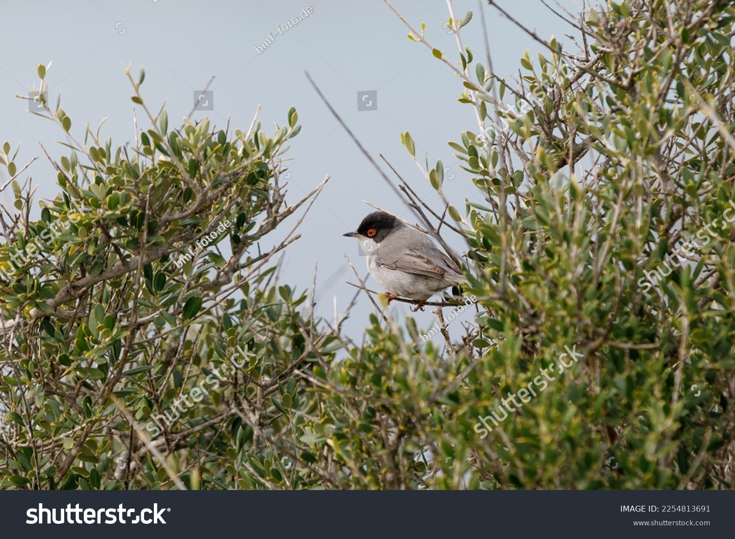 Sardinian warbler sitting at the twig of a branch #2254813691