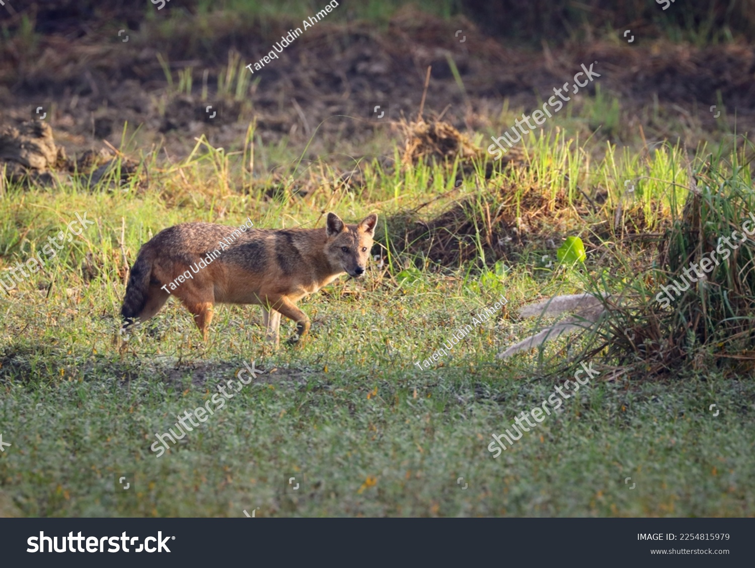 golden jackal, also called common jackal, is a wolf-like canid that is native to Southeast Europe, Central Asia, Western Asia, South Asia, and regions of Southeast Asia. #2254815979