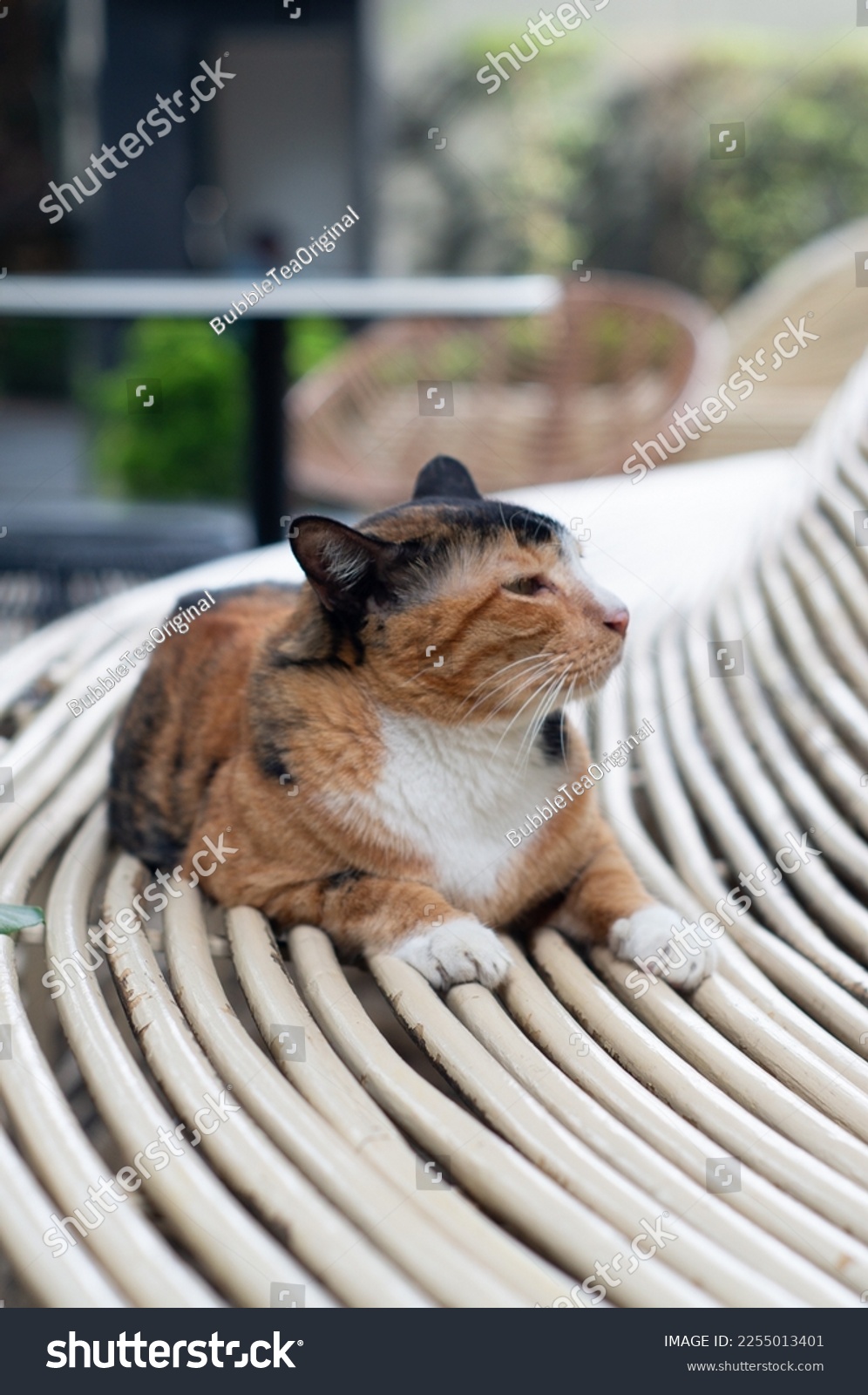 Tricolor cat lying on the chair. The cuteness of little cats. #2255013401