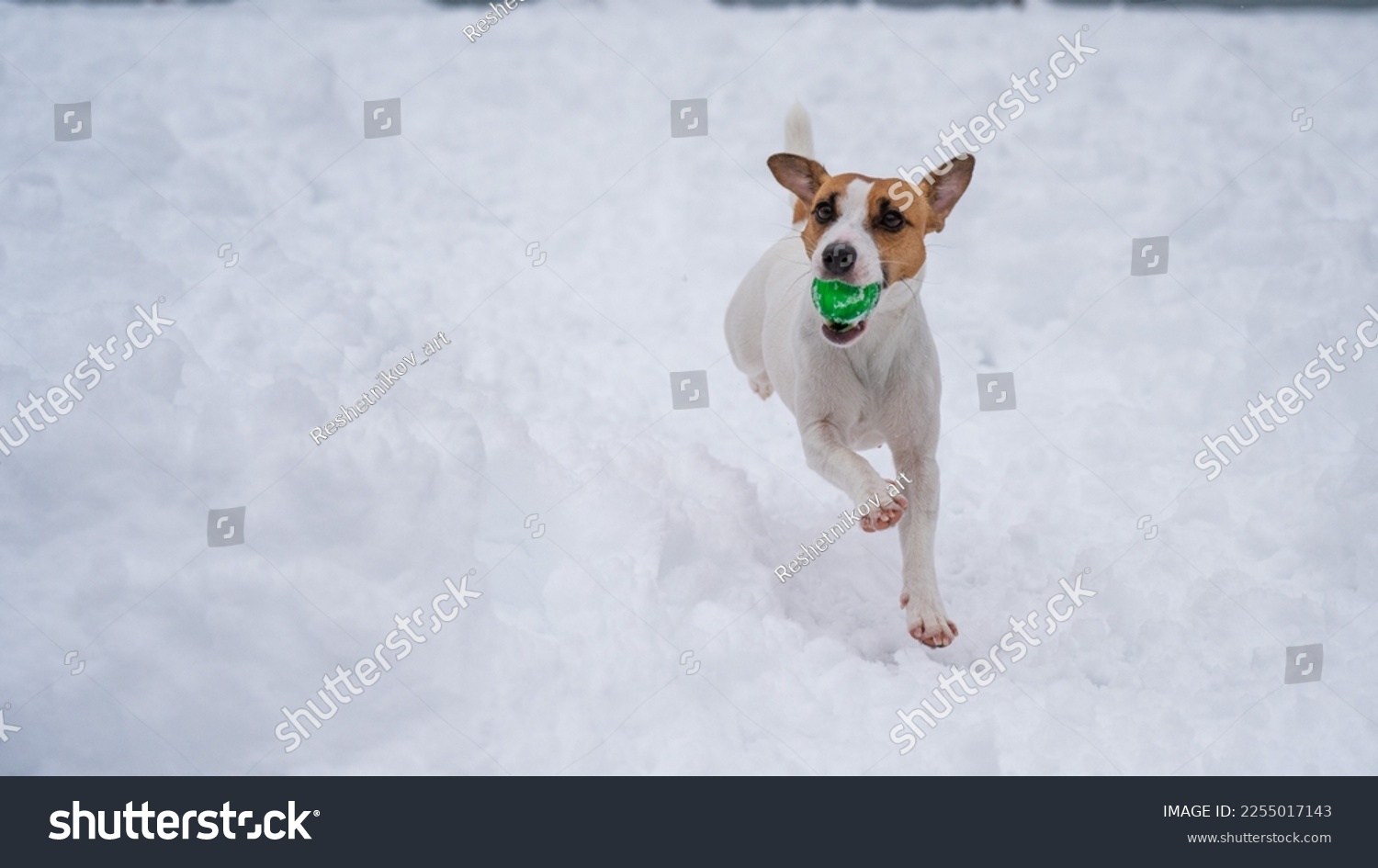 Jack Russell Terrier dog playing ball in the snow.  #2255017143