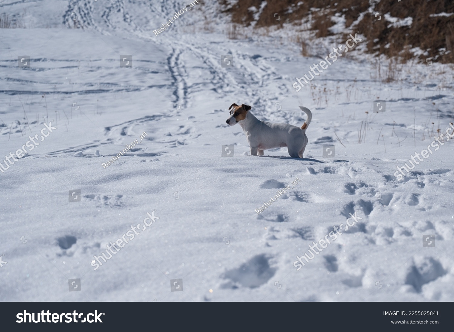 Jack Russell Terrier dog running through snowdrifts.  #2255025841