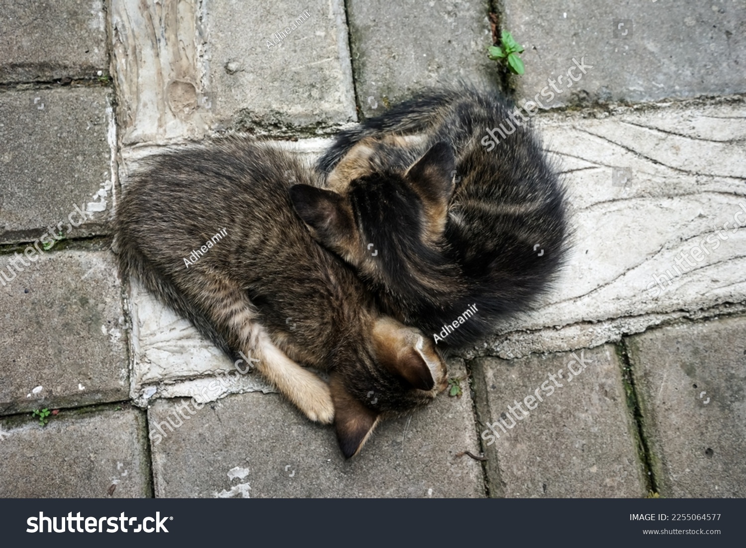 domestic kittens sleeping on the floor,selective focus #2255064577