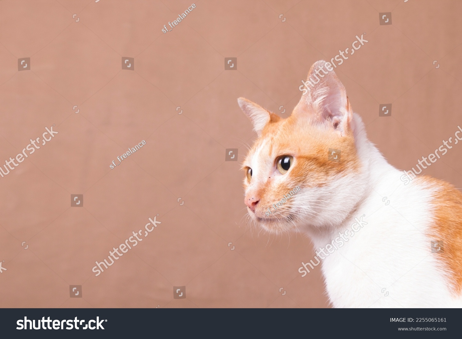closeup of orange cat posing side view with sharp eyes, negative space. #2255065161