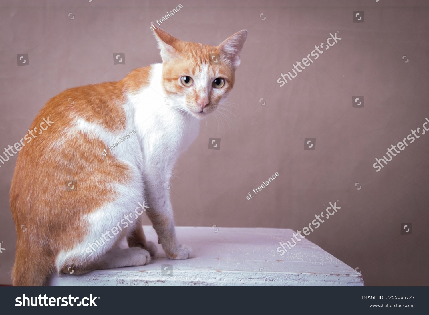 Red cat portrait isolated on brown, side view #2255065727