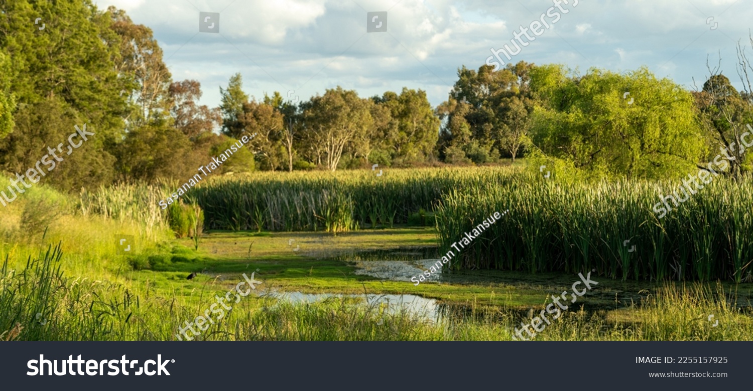 Jerrabombera Wetland Nature Reserve during 2022 Summer: Australian Native flora and fauna #2255157925