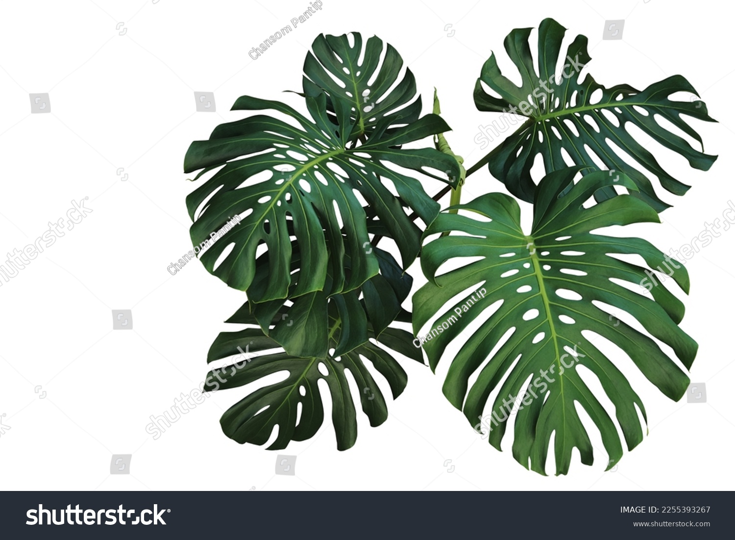 Dark green leaves of monstera or split-leaf philodendron (Monstera deliciosa) the tropical foliage plant bush popular houseplant isolated on white background, clipping path included. #2255393267