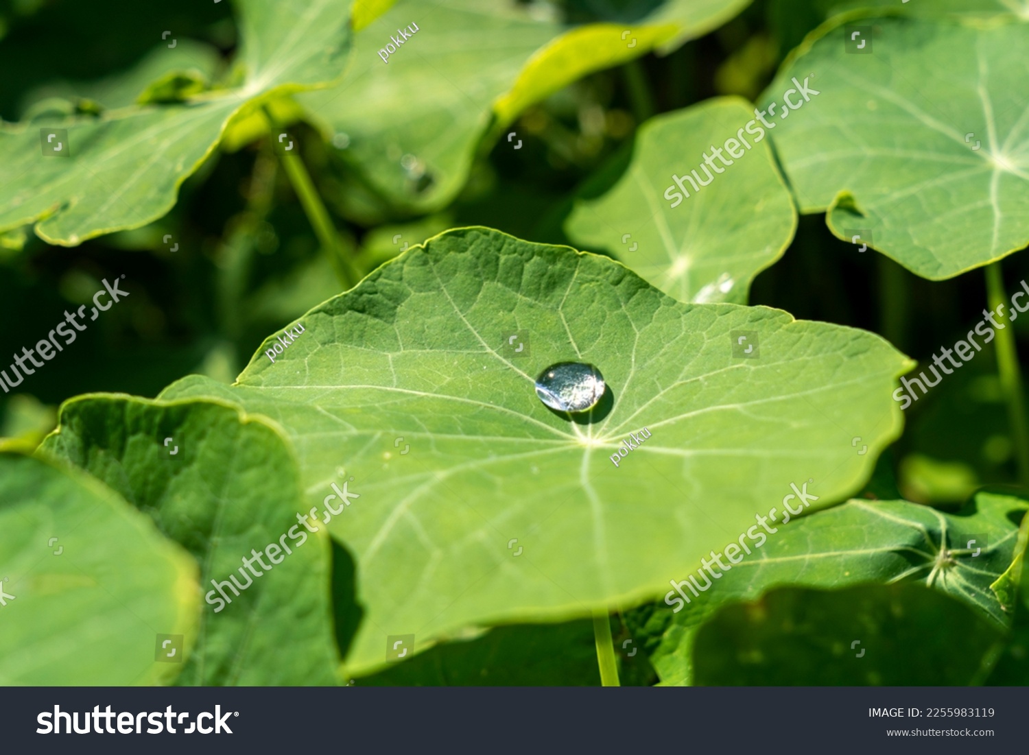Big water drop on leaf #2255983119