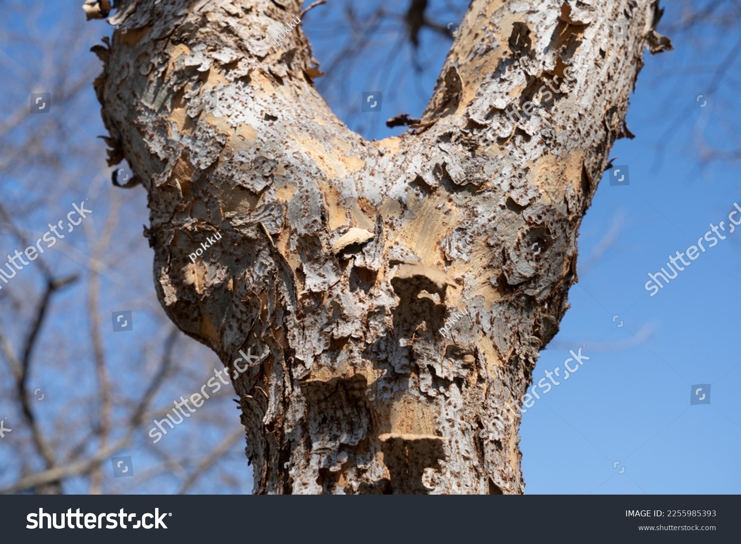 A Gray peeling tree trunk #2255985393