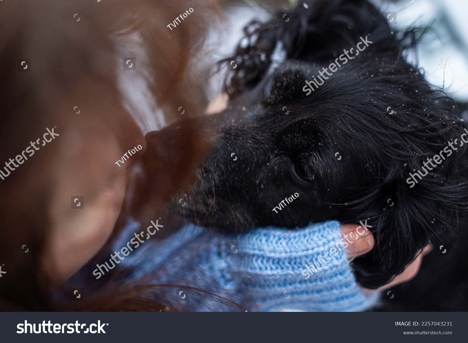 girl kisses cute black cocker spaniel on nose #2257043231