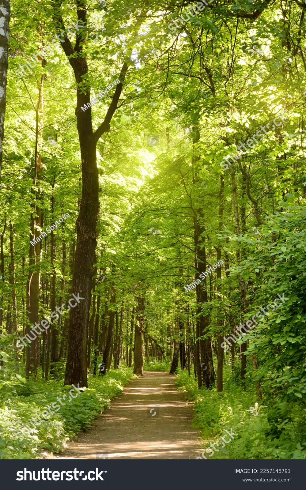 A path through a green sunny spring forest, illuminated by sunlight. Beauty of nature. #2257148791