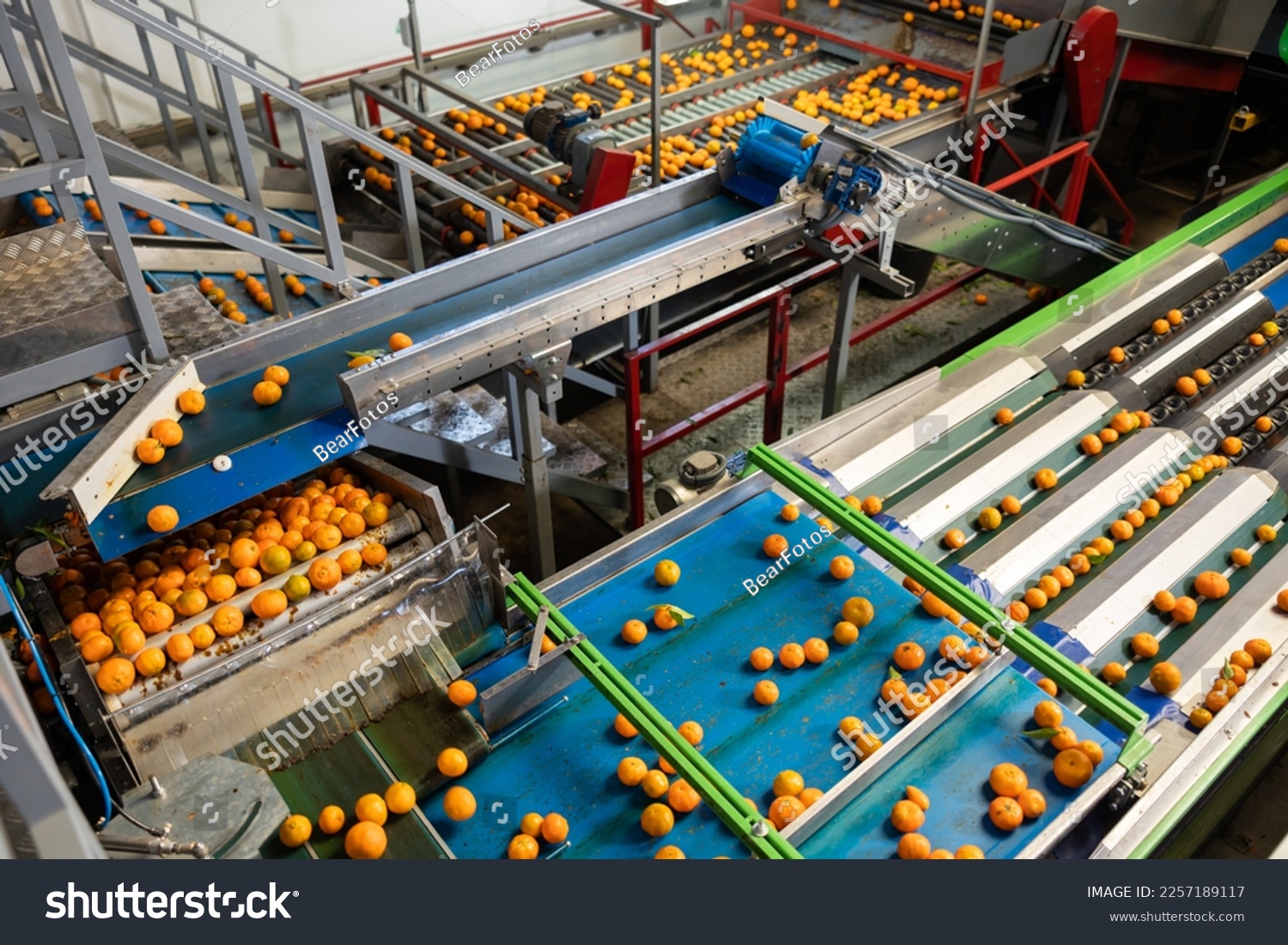 Ripe tangerines on the conveyor belt of a fruit processing plant. Top view. #2257189117