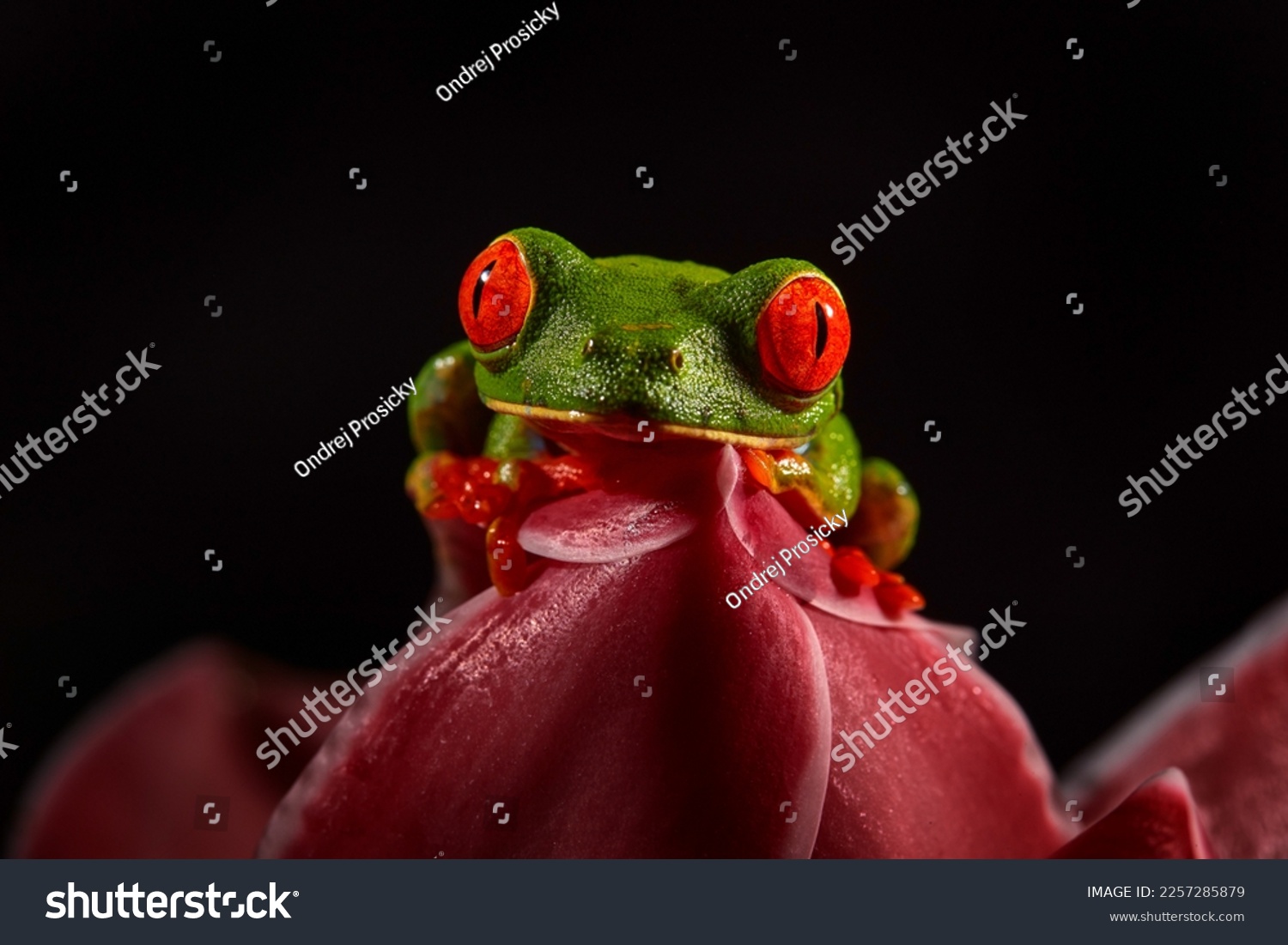 Wildlife tropic. Red-eyed Tree Frog, Agalychnis callidryas, animal with big red eyes, in the nature habitat. Beautiful amphibian in the night forest, exotic animal from central America on red flower. #2257285879