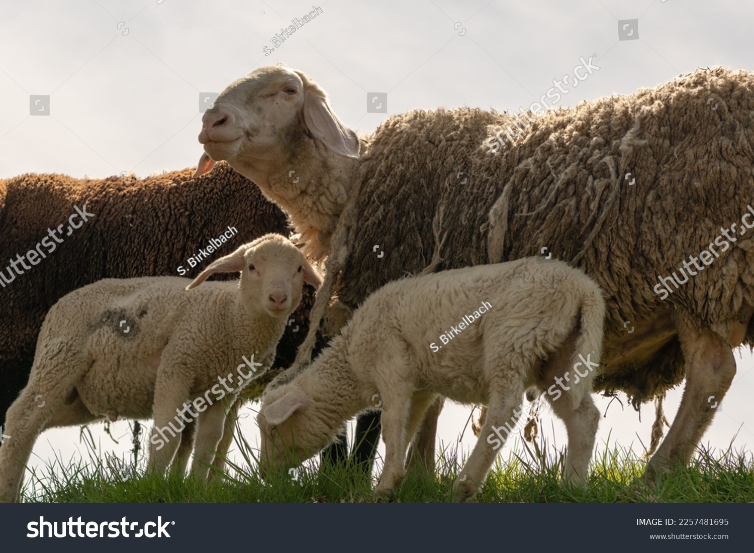 Sheep mom with lambs in spring #2257481695
