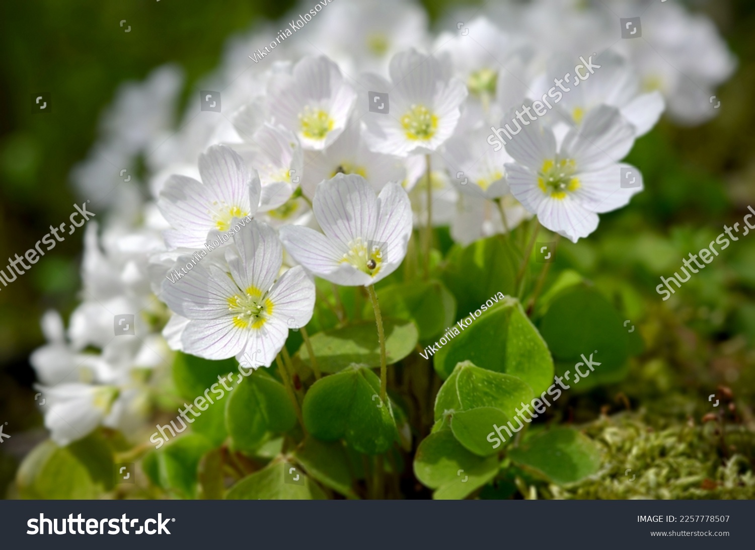 beautiful spring white flowers oxalis blurred macro image #2257778507