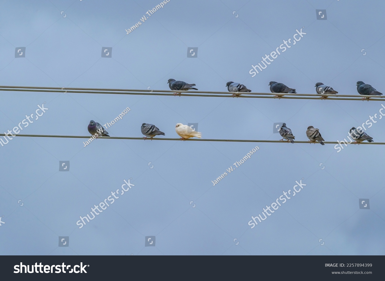 One white rock pigeon sits on wire with a group of other rock pigeons, in Fenton Township, Michigan. #2257894399