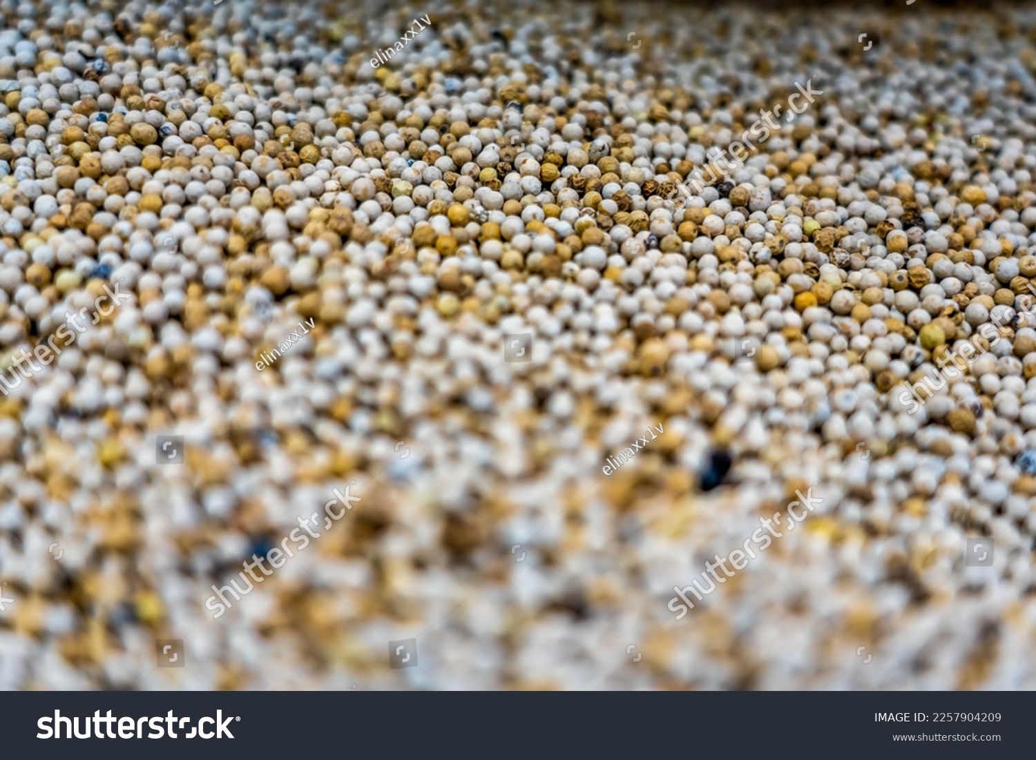 Selective focus. Background of aromatic white peper for preparing homemade food. Close up of Indian spices, cooking concept. West indian speciality. #2257904209