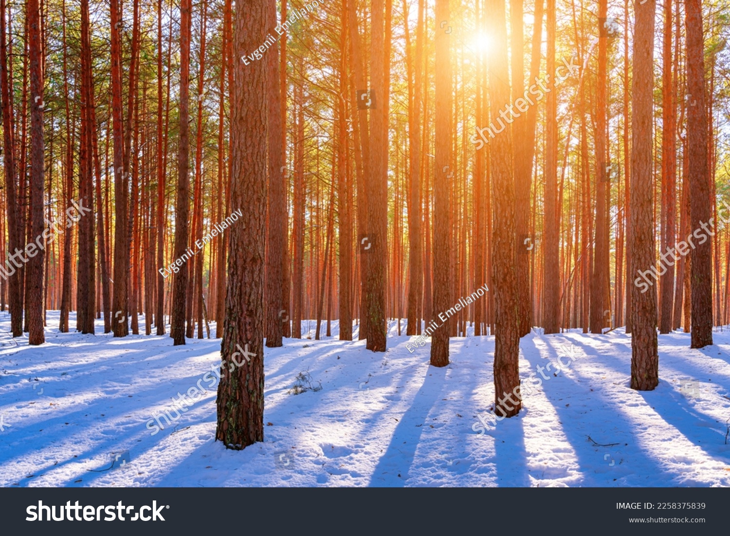 Sunset or sunrise in the spring pine forest covered with a snow. Sunbeams shining through the pine trunks. #2258375839