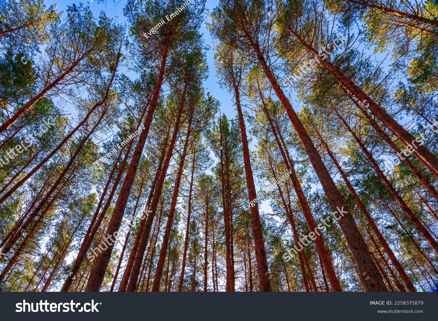 Bottom view of the trunks of pine trees against a clear sky. #2258375879