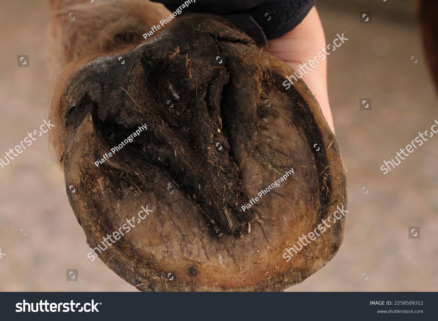 Horses barefoot hoof. Unshod horse. Equestrian  #2258509311