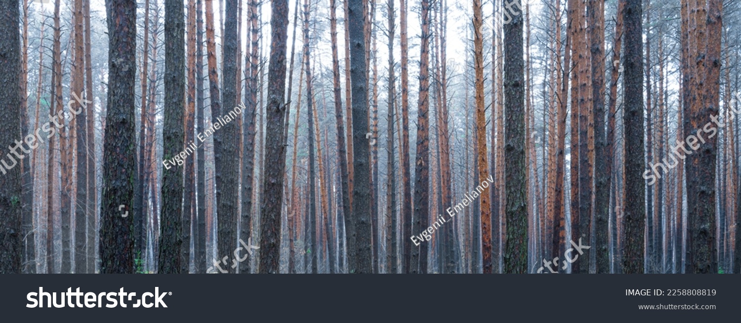 Panorama of pine autumn misty forest. Rows of pine trunks shrouded in fog on a cloudy day. Overcast weather. #2258808819
