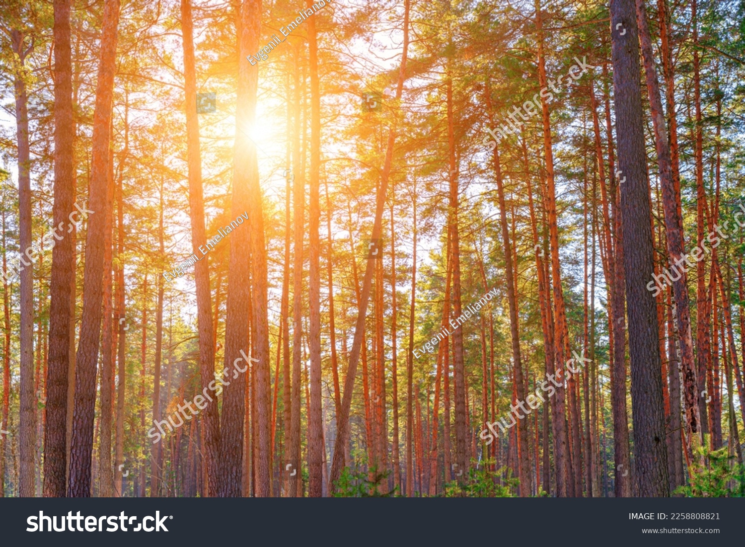 Sunset or sunrise in the spring pine forest covered with a snow. Sunbeams shining through the pine trunks. #2258808821