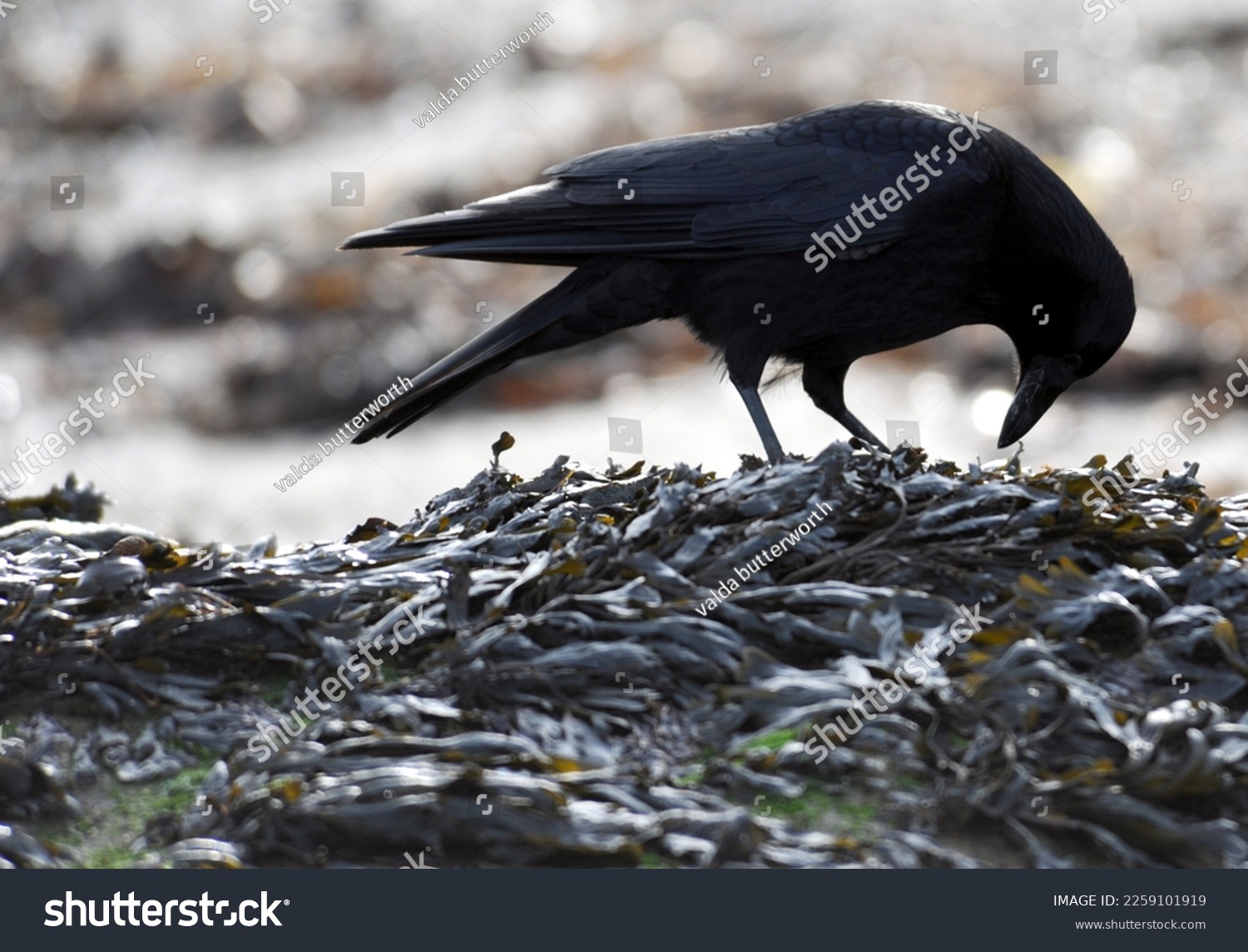 carrion crow searches through washed up kelp for food #2259101919