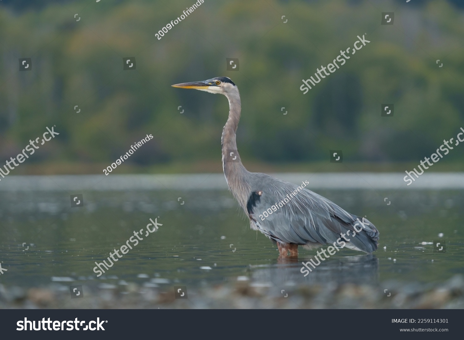 Great blue heron fishing at seaside, this is a very common waterside bird in north america. #2259114301