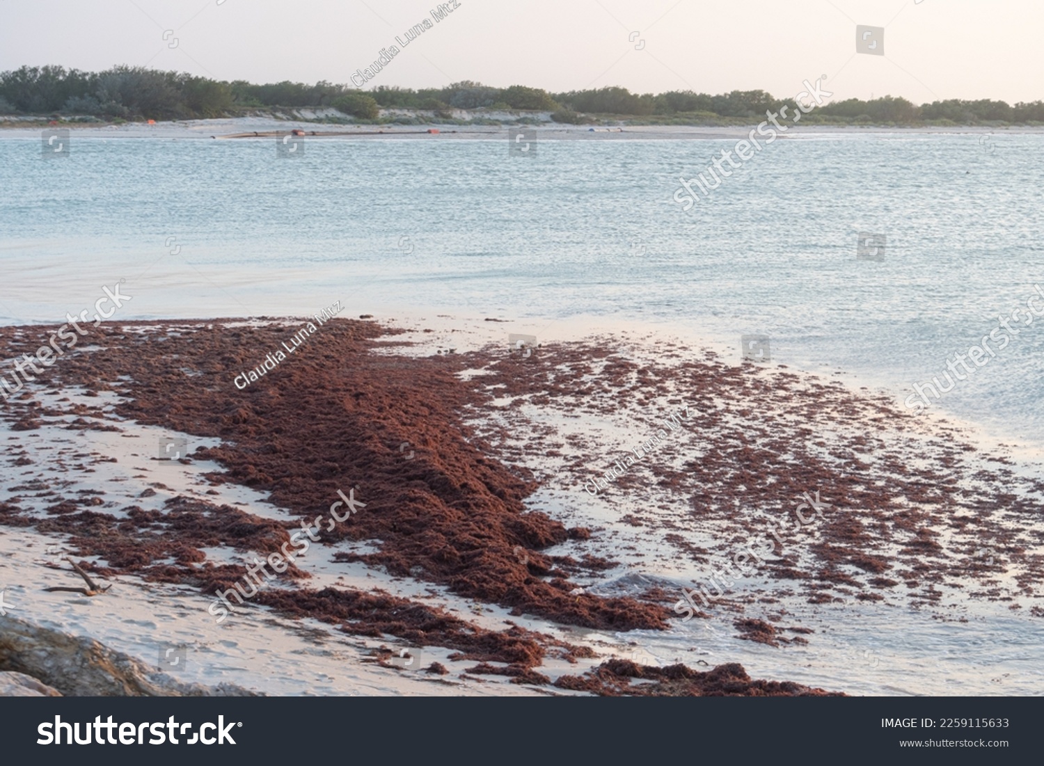 Beach landscape on the Mexican coast of Yucatan of a calm sea with sargassum floating on the shore. #2259115633