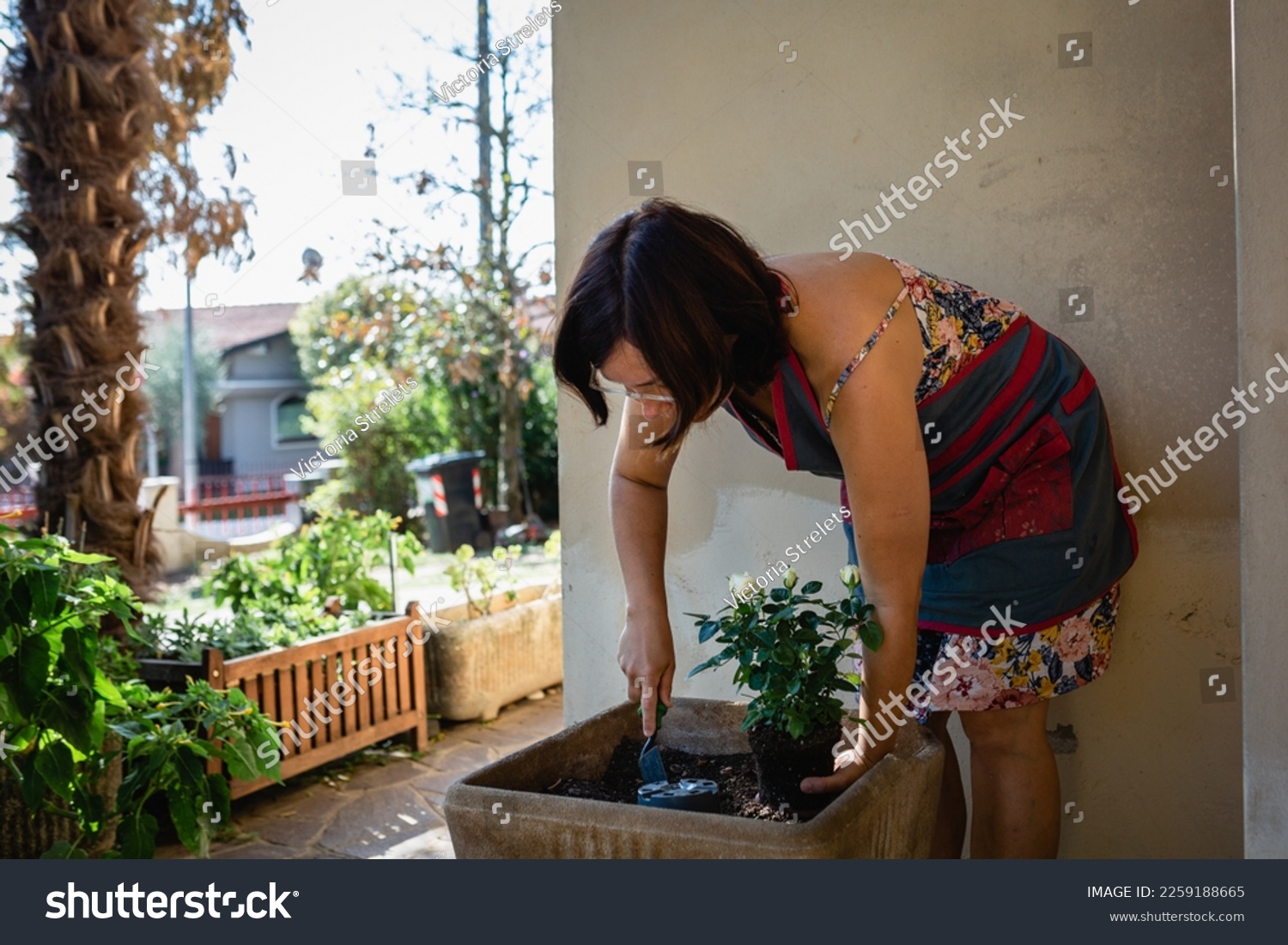 woman with dark hair and colourful dress digging to plant flowers in a pot in house garden #2259188665