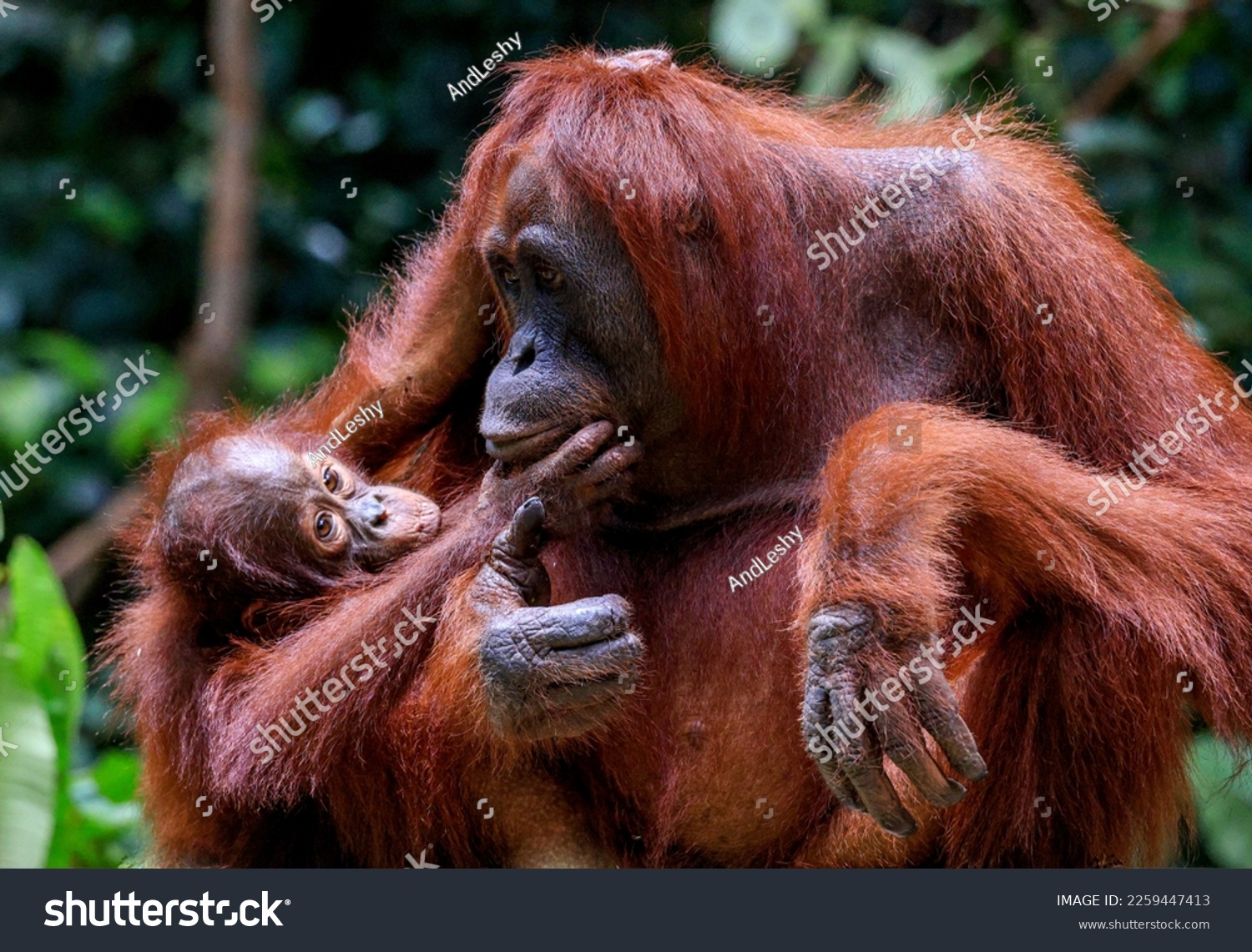 Bonding in the Jungle: Mother and Child Orangutan #2259447413