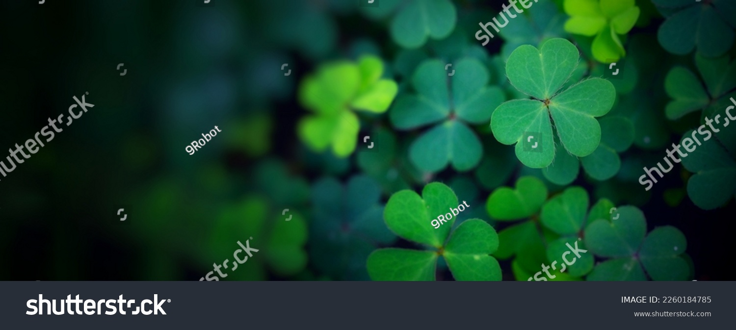 Green background with three-leaved shamrocks, Lucky Irish Four Leaf Clover in the Field for St. Patricks Day holiday symbol. with three-leaved shamrocks, St. Patrick's day holiday symbol. #2260184785